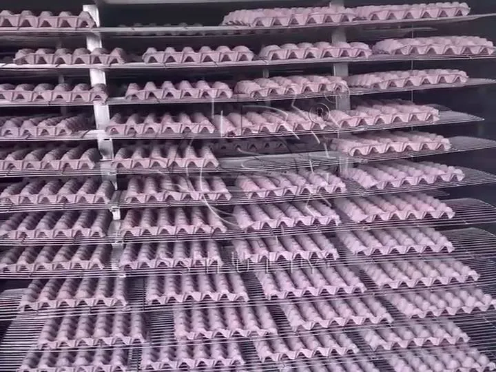 Egg trays manufactured by the Jordanian client